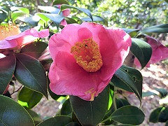 べにみょうれんじ　紅妙蓮寺