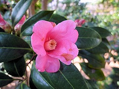 べにわびすけ　紅侘助