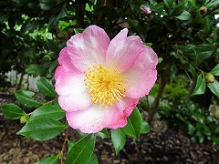 ほうおうにしき　鳳凰錦