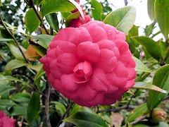 ほしぐるま　星車