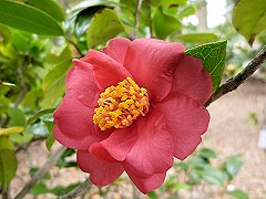 ほしむすめ　星娘