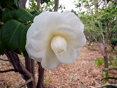 ほんむらじろ　本村白