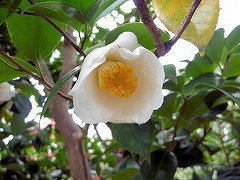 まどのつき　窓の月