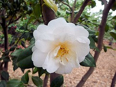 まどのゆき　窓の雪