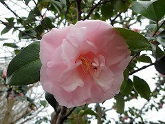 みうらおとめ　三浦乙女