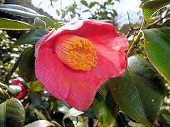 みかさのつき　三笠の月