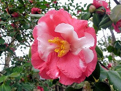 みけんじゃく　眉間尺