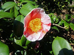 みこくのほまれ　御国の誉