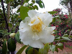 みねのゆき　峯の雪