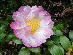 ももぼかし　桃ぼかし