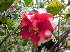 もんじゅす　紋嬬子