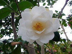 やえしらたま　八重白玉