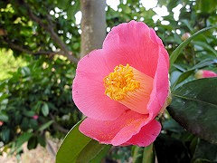 やぶつばき　薮椿