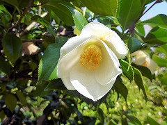 ゆうづき　夕月