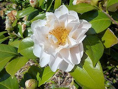 ゆきこまち　雪小町