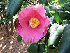 ゆきみぐるま（あか）　雪見車(赤）