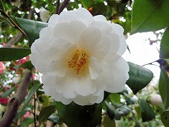 ゆきみぐるま（しろ）　雪見車（白）