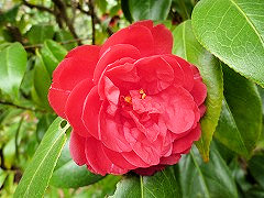 ようしゅん　陽春