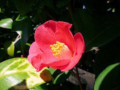 らせんぞめ　羅撰染