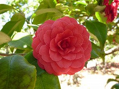 りょうめんこう　両面紅