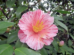 わかのうら　和歌の浦