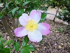 わごうじん　和合神