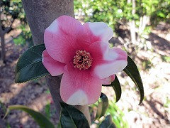 わびすけ　侘助