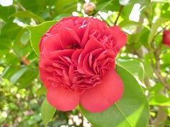 アネモネフローラ（赤）