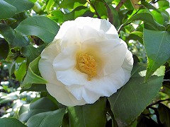 アネモネフローラ（白）