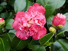 アンナ・ローズ