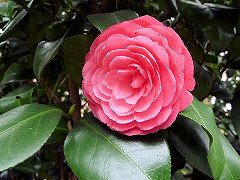 ウイリアム・ブル