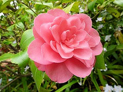 エディス・リントン