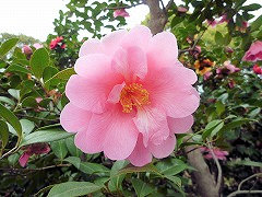 エレガントビューティ