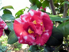 エンペラーオブロシア