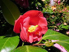 オドラティシマム