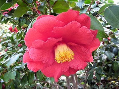 グランドスラム