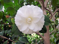 グレンフォーティ