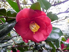 ゴールデンフォーティ