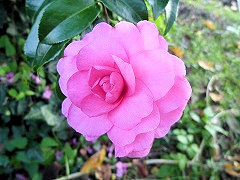 シャンソネット