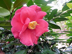 ジュリオ・ヌッチオ