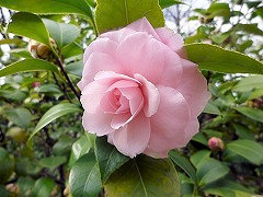 スウィートハート