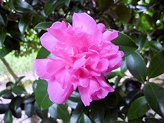 スパークリング・バーガンディ