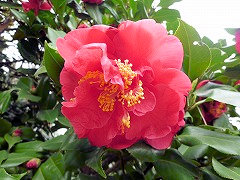 ドクター・キング