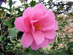 ドクター・ブライアンドーク