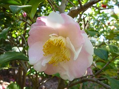 ニーナ・アベリー