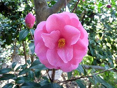 バーバラ・クラーク