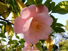 ベレニス・バディ