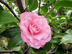 ミセス・ティングリー