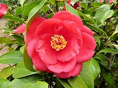 レッドエンサイン