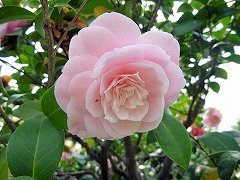 レディ・セントクレア